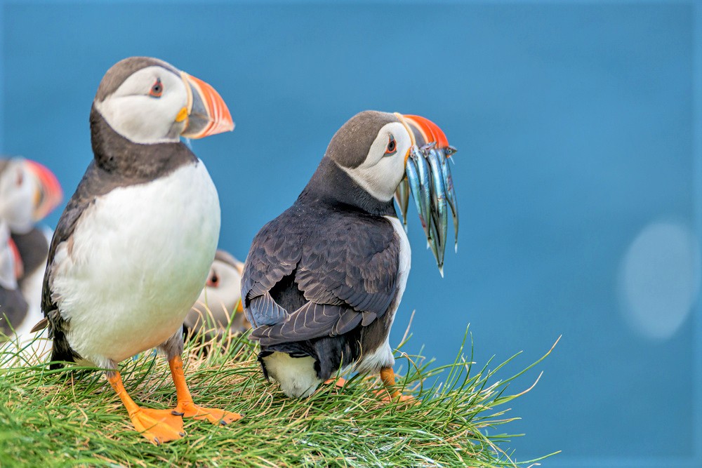 2026年6月最新】世界一可愛い海鳥パフィン！フェロー諸島での生態と