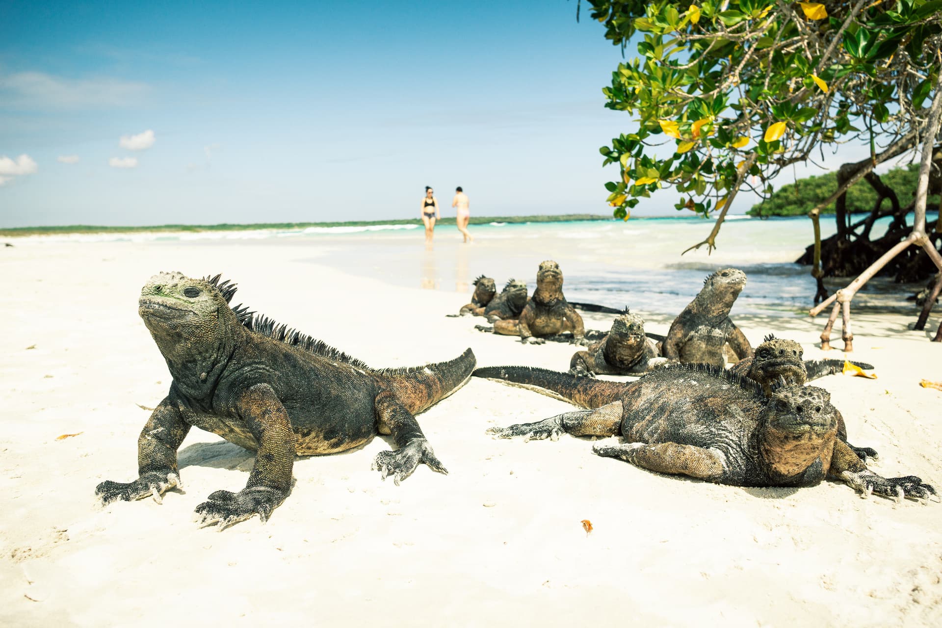 憧れのガラパゴス諸島へ！エクアドル・キト＆ガラパゴス完全旅行ガイド
