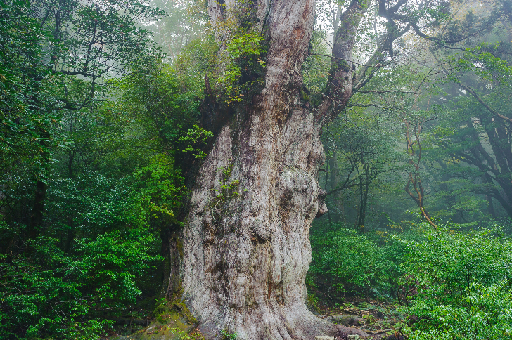 世界遺産 屋久島 | HISエコツアーデスク
