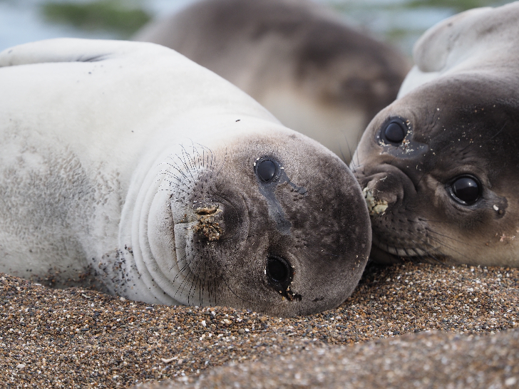 動物たちの楽園 世界自然遺産バルデス半島 8 日間