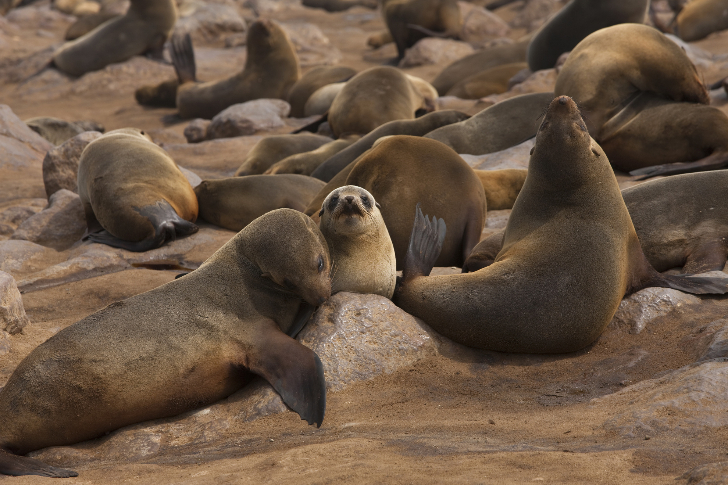ナミブ砂漠冒険紀行 7 日間