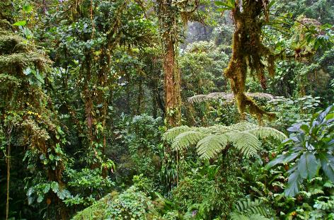 コスタリカハイライト 8 日間