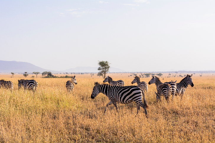 タンザニアサファリハイライト 8 日間