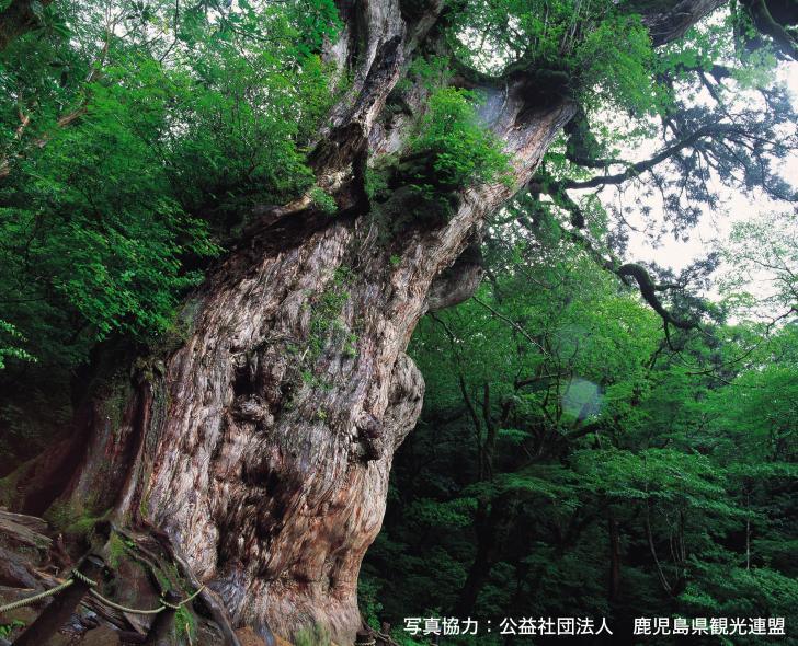 縄文杉