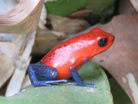 コスタリカハイライト 8 日間