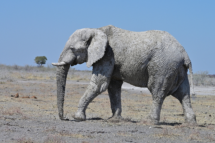 ナミビア周遊 8 日間