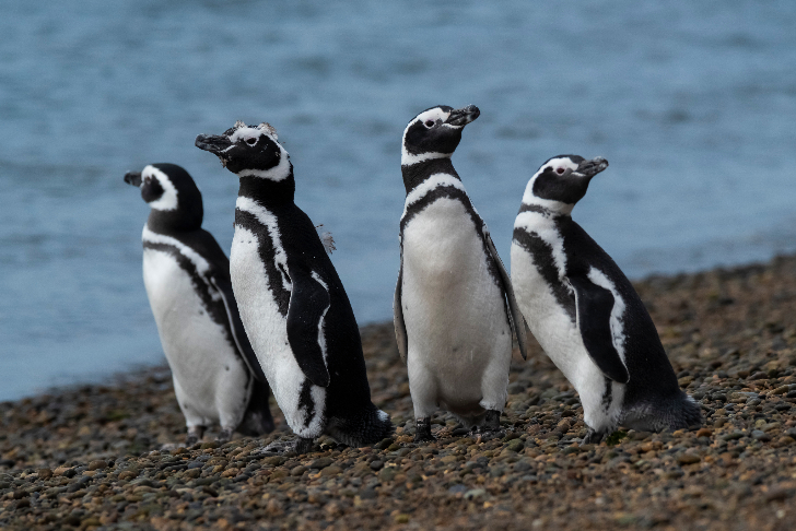 動物たちの楽園 世界自然遺産バルデス半島 8 日間