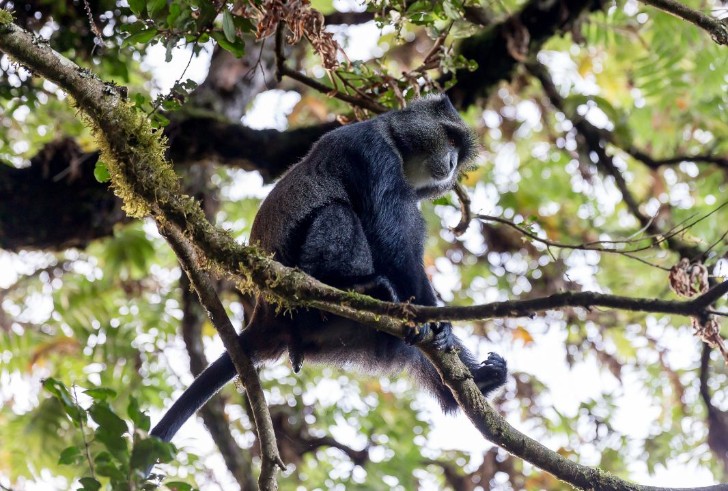 野生動物サファリとアフリカ最高峰大展望！タンザニア・ケニア周遊 7 日間